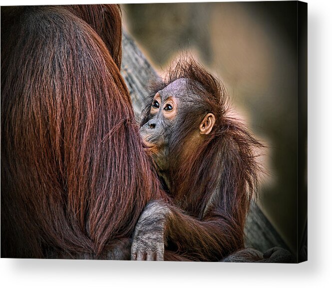 Orangutan Acrylic Print featuring the photograph The Look of Love by Donna Proctor