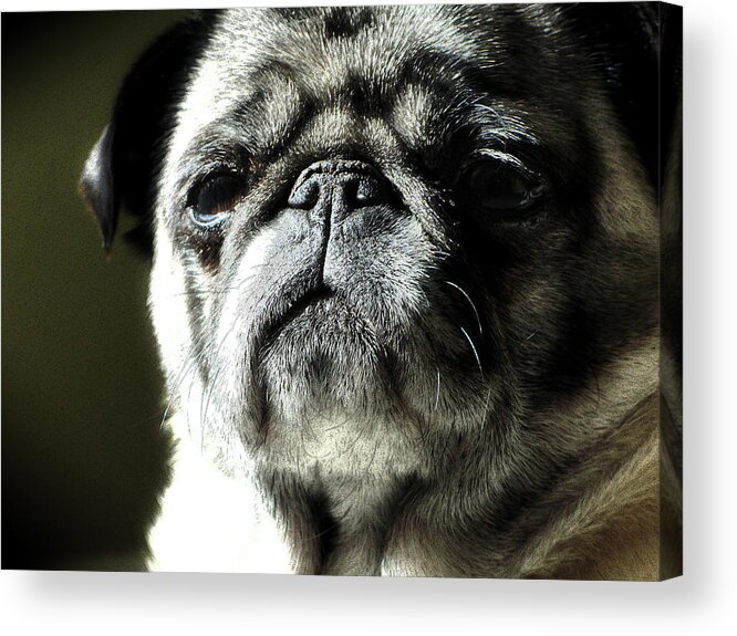 Dog Acrylic Print featuring the photograph The Matriarch by Michael Eingle
