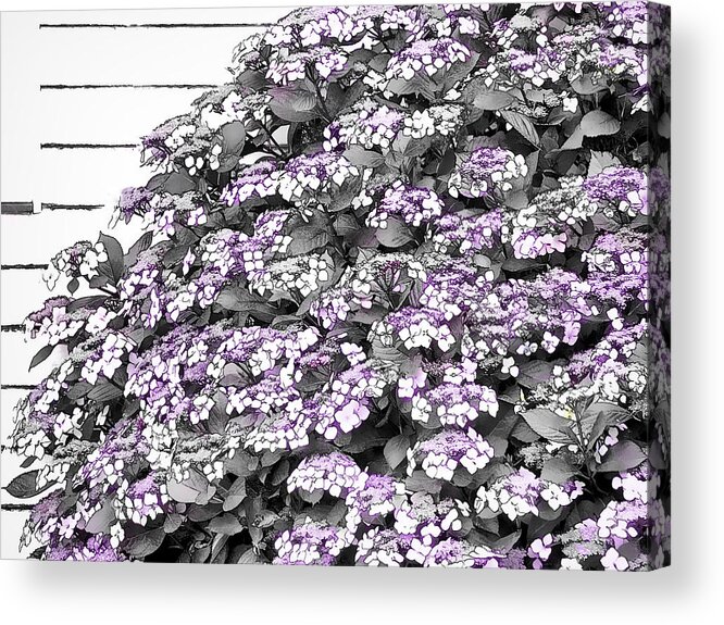 Pink Acrylic Print featuring the photograph The Pink Hydrangea by Steve Taylor