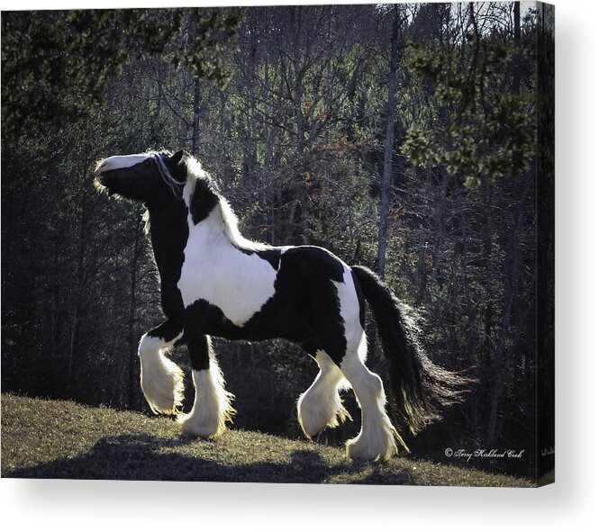 Horse Acrylic Print featuring the photograph The Prancing Stallion by Terry Kirkland Cook