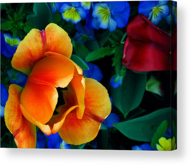 Flowers Acrylic Print featuring the photograph The Secret Life of Tulips by Rory Siegel