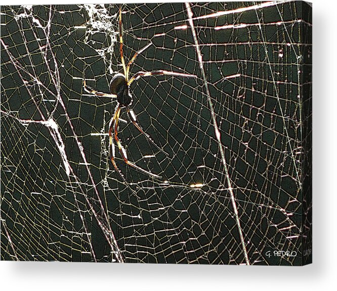 Banana Acrylic Print featuring the photograph the Spider's Web by George Pedro