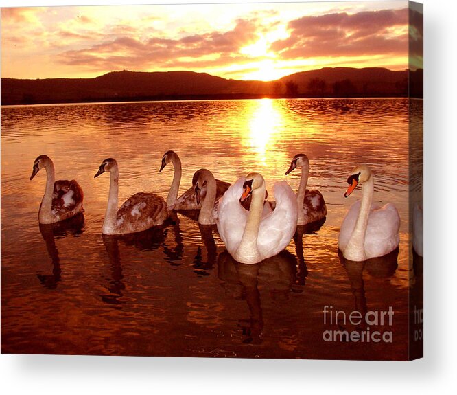 Swan Acrylic Print featuring the photograph The Swan Family by Joe Cashin