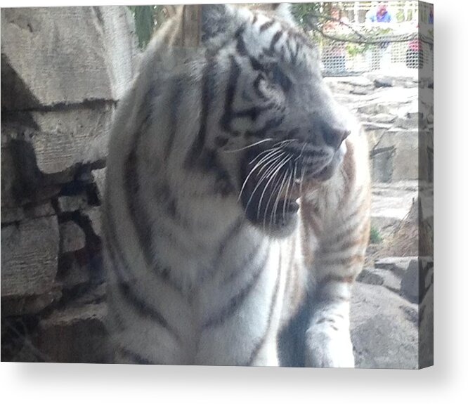Tiger Acrylic Print featuring the photograph The Tiger Outside the WIndow by Alan Lakin