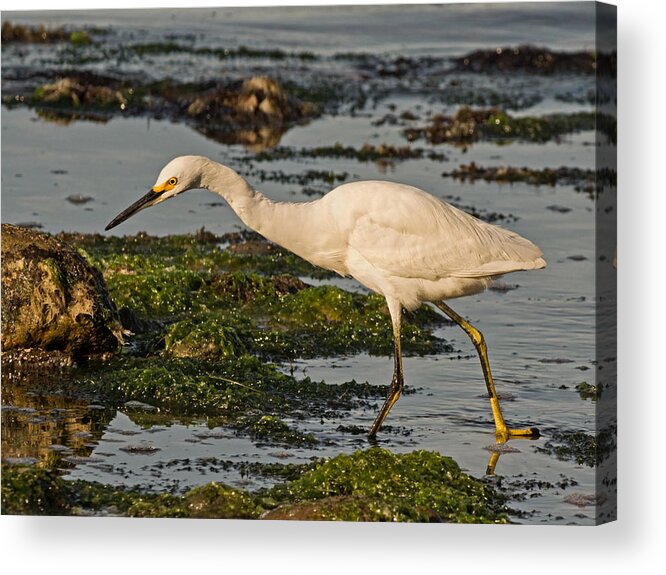 Snowy Egret Acrylic Print featuring the photograph The Ultimate Fisherman by Theo OConnor