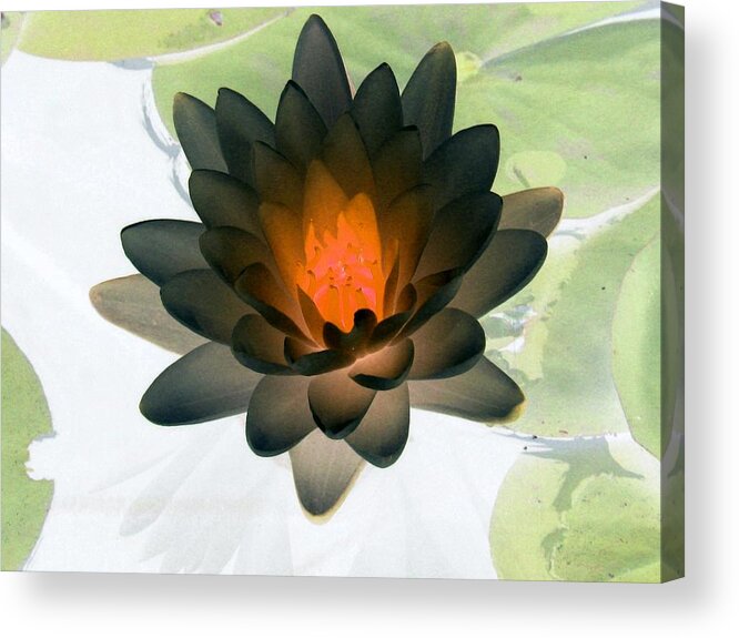 Water Lilies Acrylic Print featuring the photograph The Water Lilies Collection - PhotoPower 1035 by Pamela Critchlow