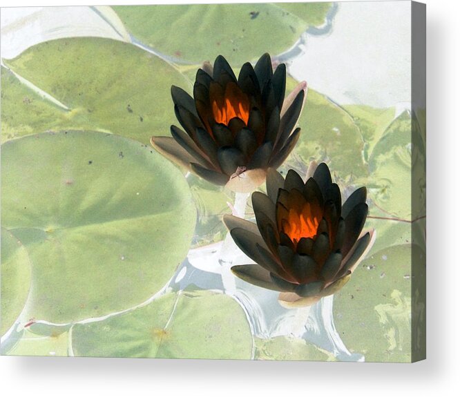 Water Lilies Acrylic Print featuring the photograph The Water Lilies Collection - PhotoPower 1039 by Pamela Critchlow