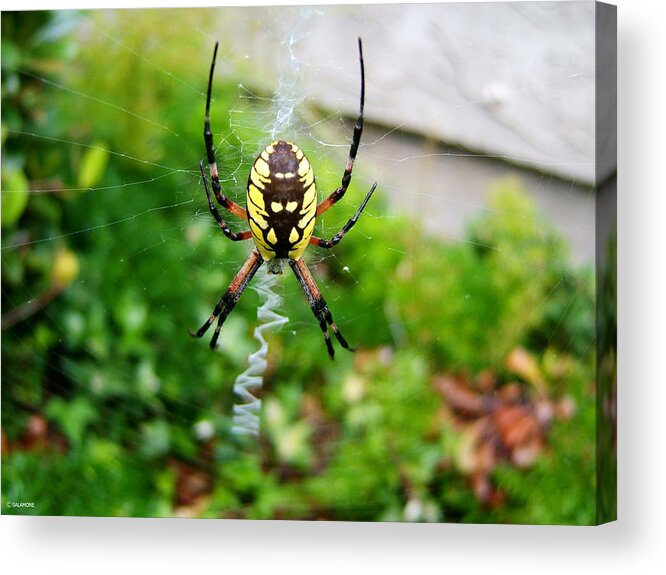 Spider Garden Insect Web Spiderweb Nature Acrylic Print featuring the photograph The Weaver by Brenda Salamone