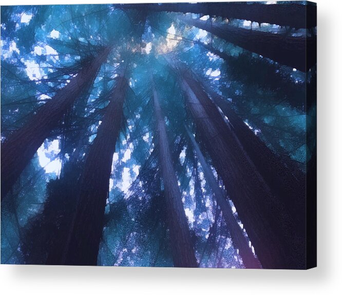 Redwoods Acrylic Print featuring the photograph Their tops poke right up through the sky by Suzy Norris