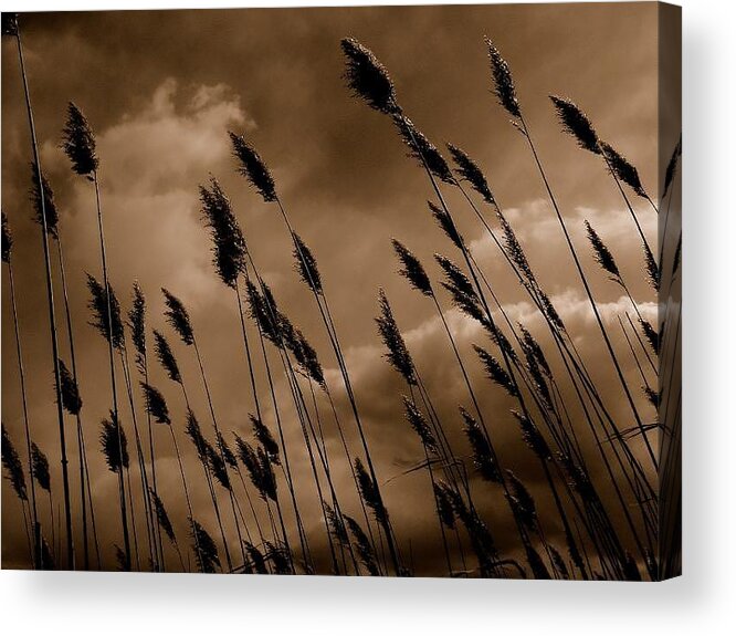Field Acrylic Print featuring the photograph Thinker by Andrea Galiffi