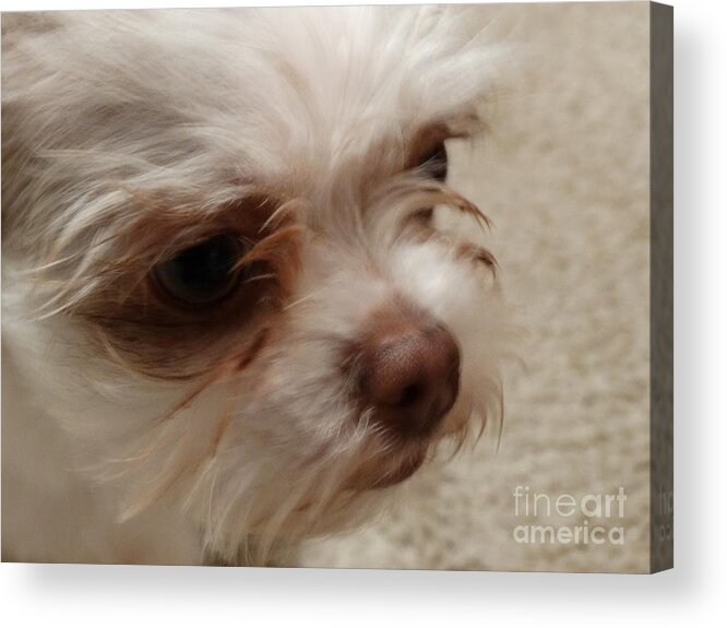 Toy Lhasa Apso Acrylic Print featuring the photograph Those Eyes by Joseph Baril