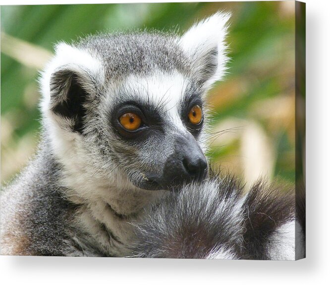 Ring-tailed Lemur Acrylic Print featuring the photograph Thoughtful Ring-Tailed Lemur by Margaret Saheed