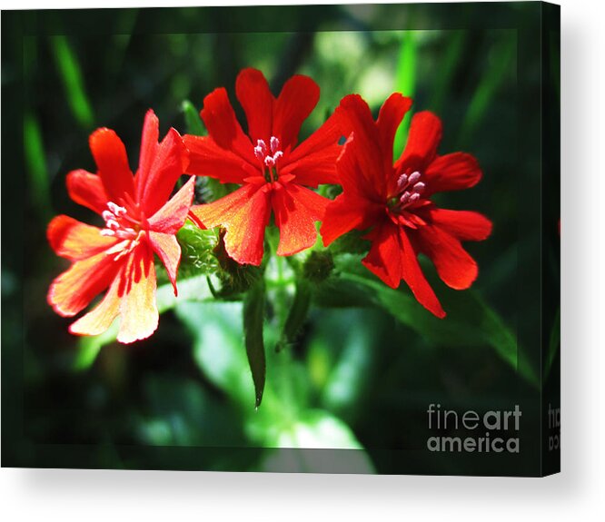 Lychnis Acrylic Print featuring the photograph Three Amigos by Martin Howard