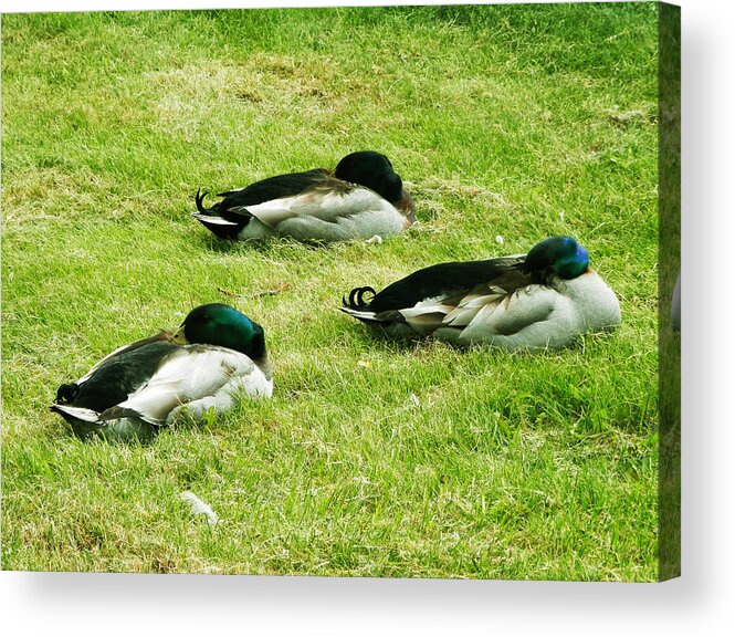 Ducks Acrylic Print featuring the photograph Three Napping Ducks by Zinvolle Art