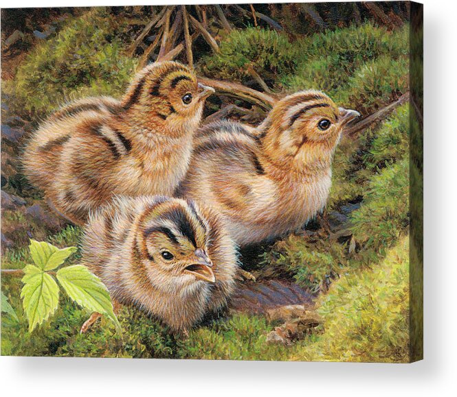 Animal Acrylic Print featuring the photograph Three Pheasant Chicks In Grass by Ikon Ikon Images