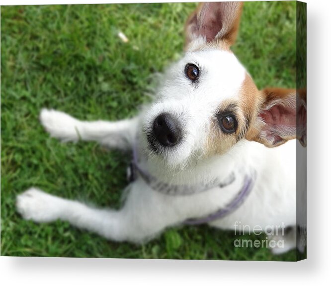 Jack Russell Acrylic Print featuring the photograph Throw it again by Laurel Best