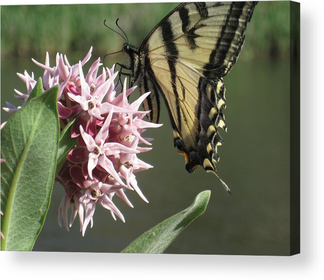 Tiger Swallowtail Acrylic Print featuring the photograph tiger on the Rio Grande by Ron Monsour