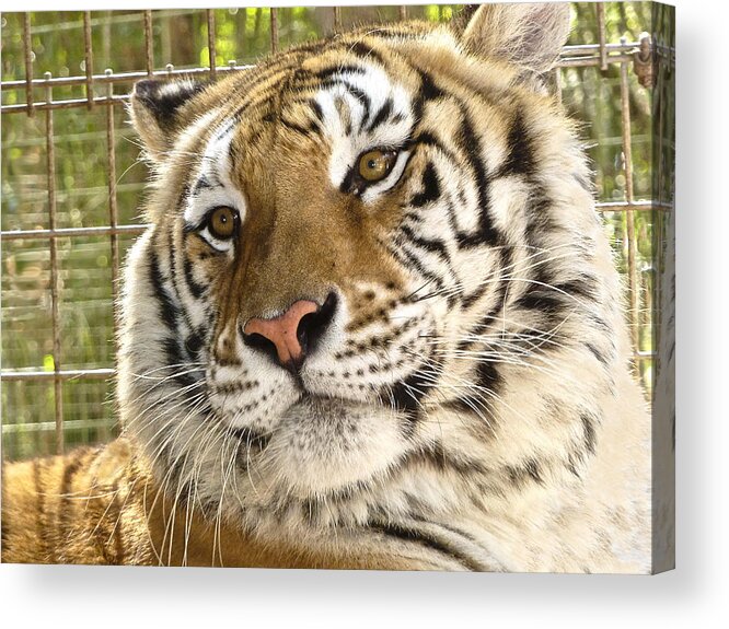 Tiger Acrylic Print featuring the photograph Tiger Portrait by Betty Eich