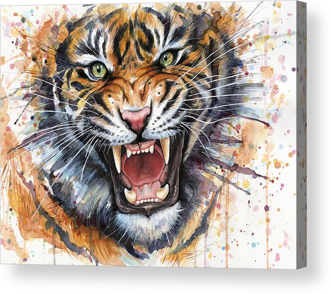 Watercolor Acrylic Print featuring the painting Tiger Watercolor Portrait by Olga Shvartsur