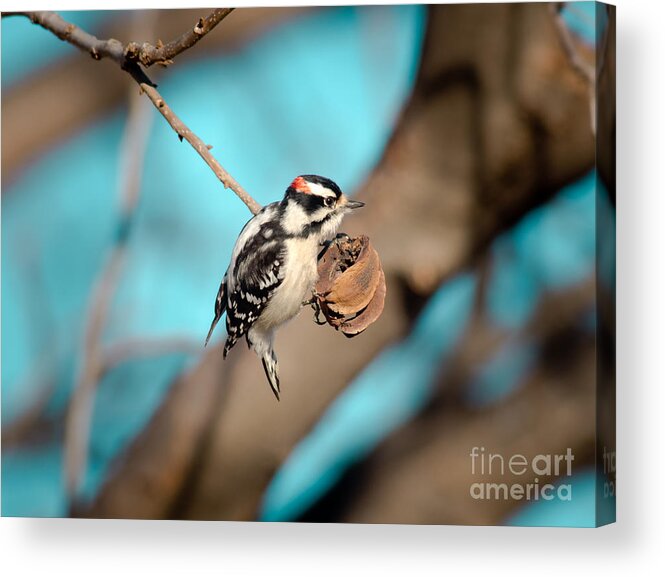 Animal Acrylic Print featuring the photograph Tiny Downy On Hickory Nut by Robert Frederick