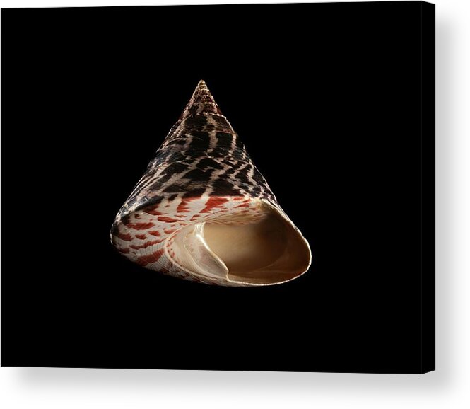 Biology Acrylic Print featuring the photograph Top Snail Shell by Gilles Mermet