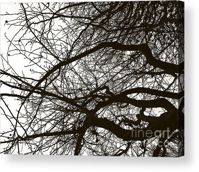 Black And White Photography Acrylic Print featuring the photograph Touching the sky by Fei A