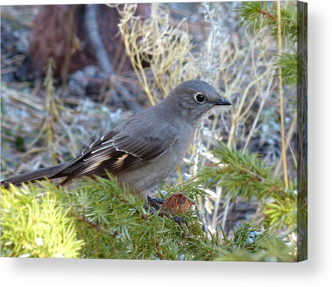 Bird Acrylic Print featuring the photograph Townsends solitaire by Thomas Samida