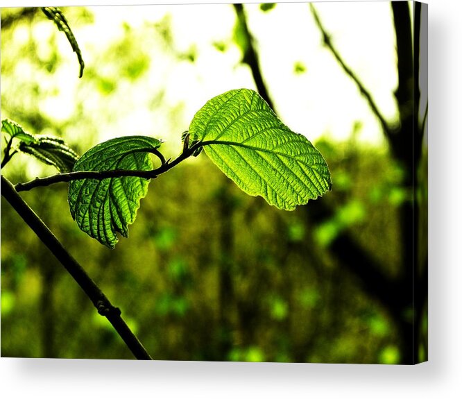 Spring Acrylic Print featuring the photograph Transparent by Christian Rooney