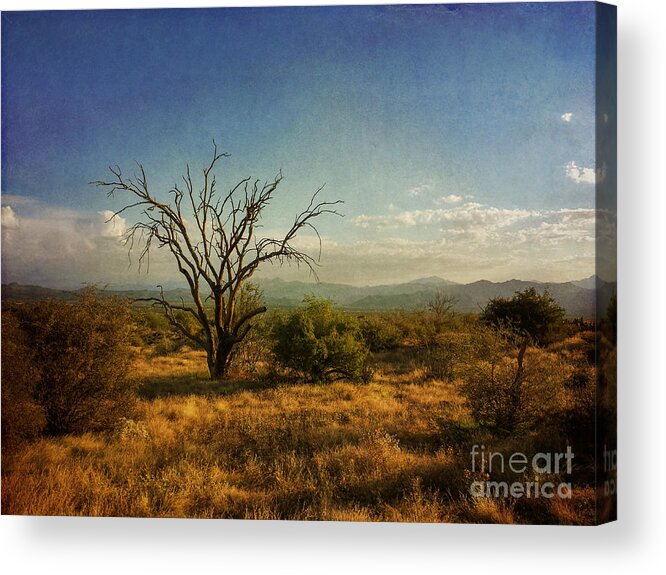 Caballo Trail Acrylic Print featuring the photograph Tree on Caballo Trail by Marianne Jensen