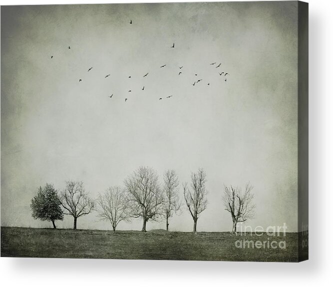 Trees Acrylic Print featuring the photograph Trees and birds by Diana Kraleva