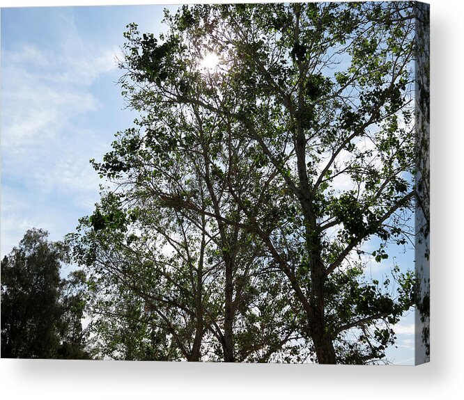 Nature Acrylic Print featuring the photograph Trees at the Park #1 by Laurel Powell