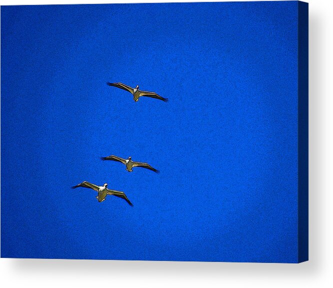 Flying Acrylic Print featuring the photograph Trio by Tom DiFrancesca