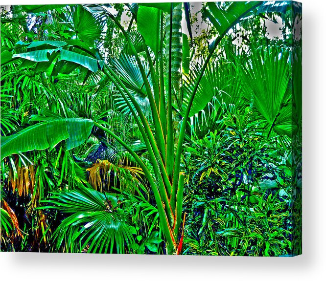 Bamboo Acrylic Print featuring the photograph Tropical Garden by Joe Roache