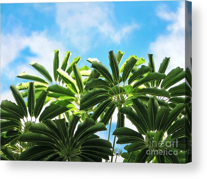 Plants Acrylic Print featuring the photograph Tropical Greens by Ellen Cotton