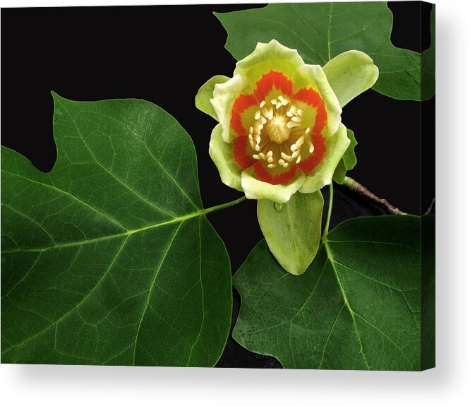 Tulip Flower Acrylic Print featuring the photograph Tulip Bloom by Don Spenner