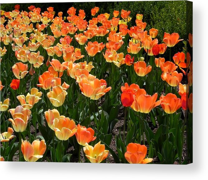 Tulips Acrylic Print featuring the photograph Tulips by Adrienne Petterson