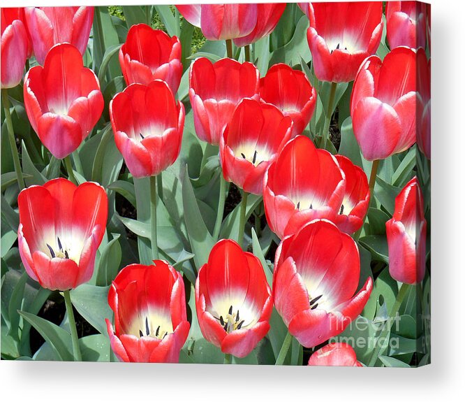 Tulips Acrylic Print featuring the photograph Tulips in Boston - 1 by Tom Doud