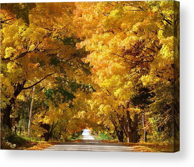 Fall Acrylic Print featuring the photograph Tunnel of Yellow Leaves by David T Wilkinson