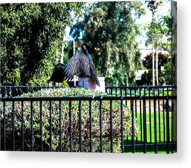 Vulture Acrylic Print featuring the photograph Turkey Vulture by Steve Knievel