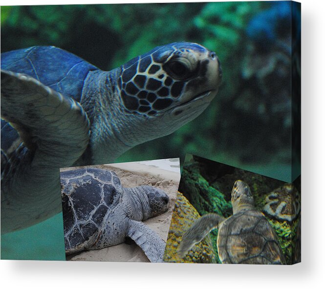 Shell Acrylic Print featuring the photograph Turtle Friends by Amanda Eberly