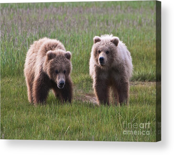 Twin Bear Cubs Acrylic Print featuring the photograph Twin Bear Cubs by Phyllis Taylor