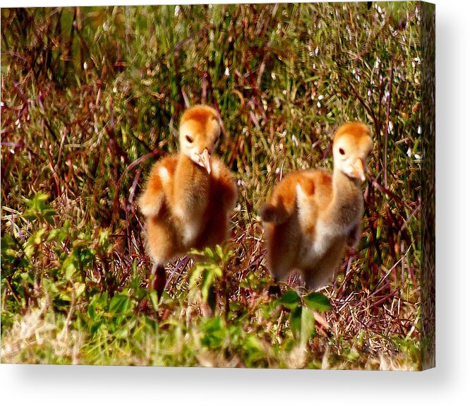  Fine Art Photograph Acrylic Print featuring the photograph Twin SandHill Chicks by Christopher Mercer
