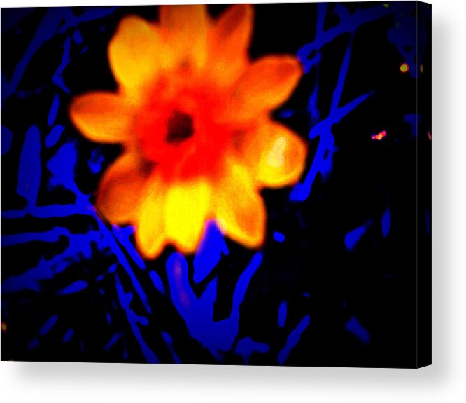 Orange Acrylic Print featuring the photograph Twisted Wild Flower by Eric Switzer
