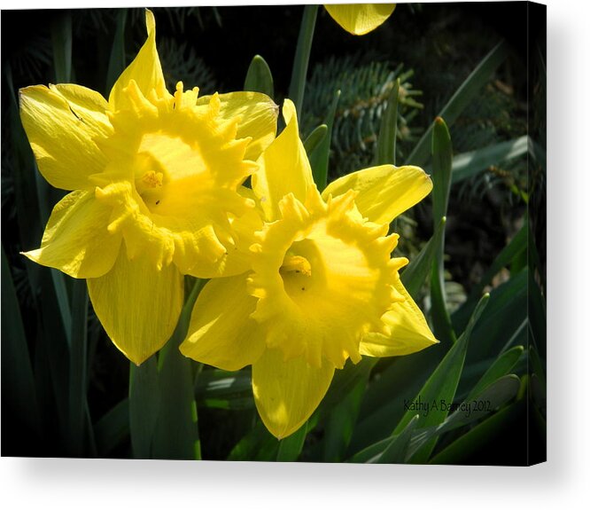 Daffodils Acrylic Print featuring the photograph Two Daffodils by Kathy Barney