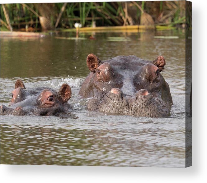 Photography Acrylic Print featuring the photograph Two Hippopotamus Hippopotamus Amphibius by Panoramic Images