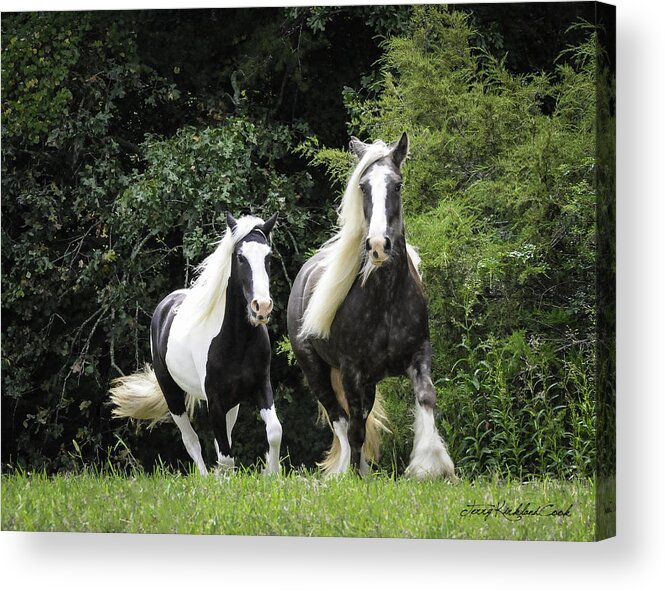 Equine Acrylic Print featuring the photograph Two Lovely Girls by Terry Kirkland Cook