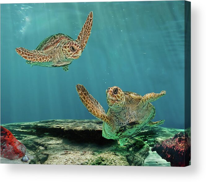 Underwater Acrylic Print featuring the photograph Two Mature Loggerhead Turtles On Reef by Melinda Moore