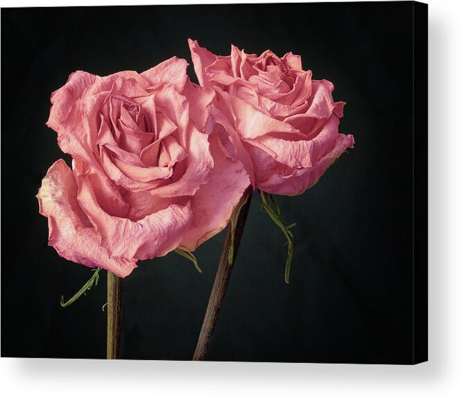 Tranquility Acrylic Print featuring the photograph Two Pink Roses, Still Life by Raspu
