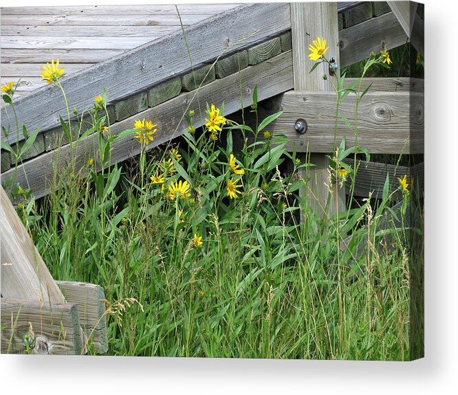 Yellow Flowers Acrylic Print featuring the photograph Under the Boardwalk by Laurel Powell