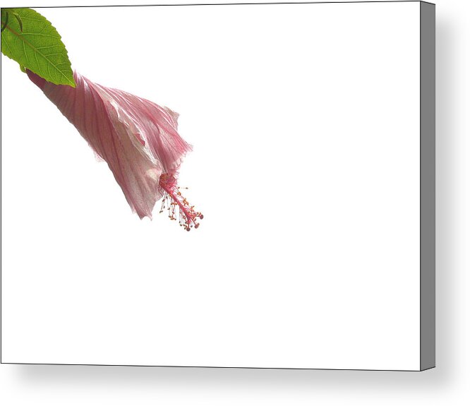 Unfurling Acrylic Print featuring the photograph Unfurling by Evelyn Tambour